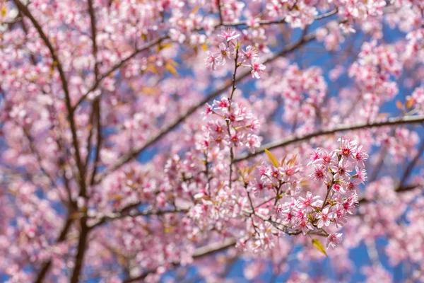 Fleurs de sakura rose close-up — Photo