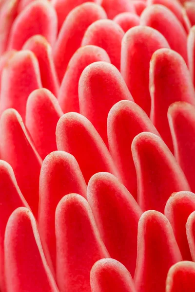 Macro tiro das pétalas de uma flor vermelha — Fotografia de Stock