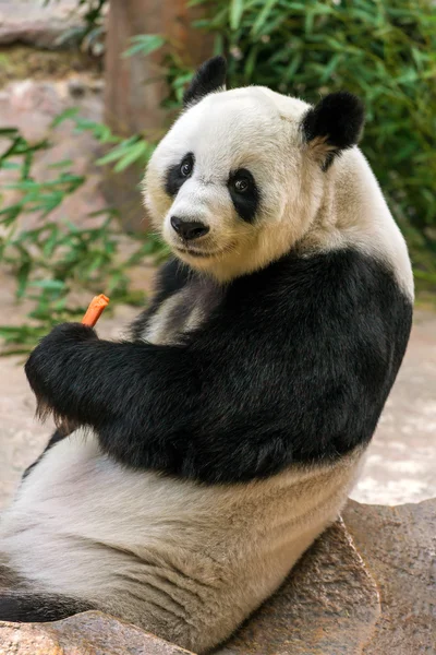 Olbrzymia panda jedząca bambus — Zdjęcie stockowe