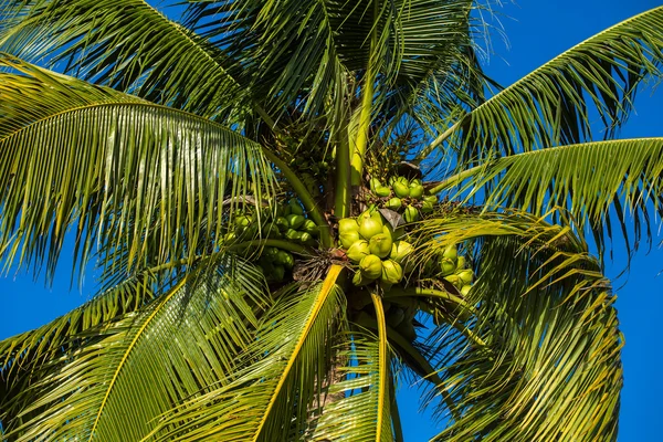 Coco verde na árvore — Fotografia de Stock