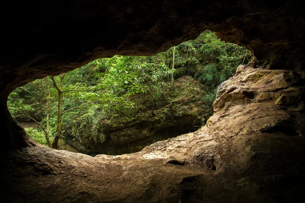 Green trees view from the inside of the cave — Stock Photo, Image