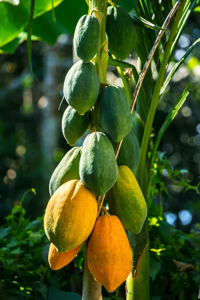 Papaias verdes e amarelas crescendo em uma árvore — Fotografia de Stock