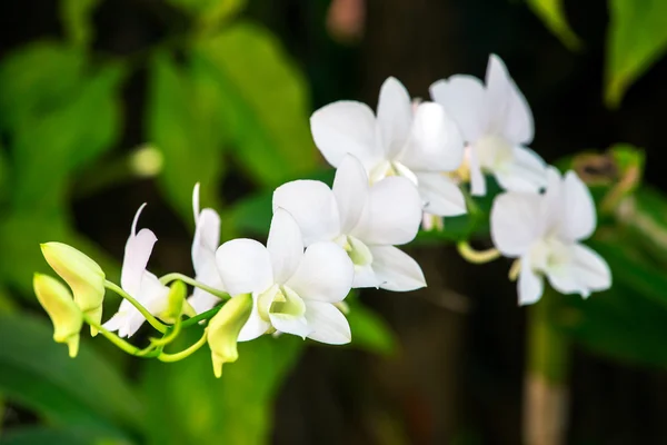 Piękne kwiaty orchidei zbliżenie — Zdjęcie stockowe