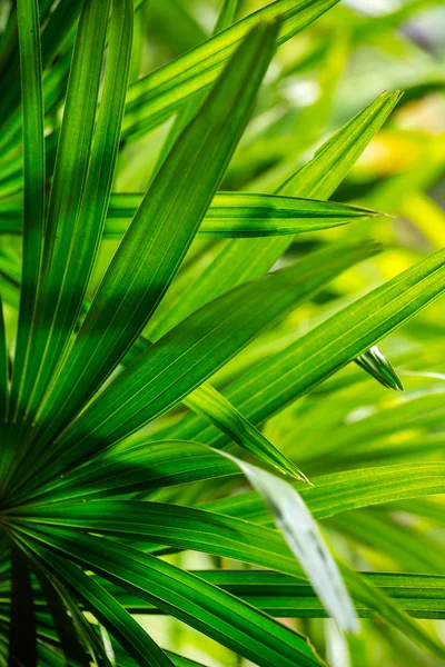 Feuilles vertes sur le fond du soleil — Photo