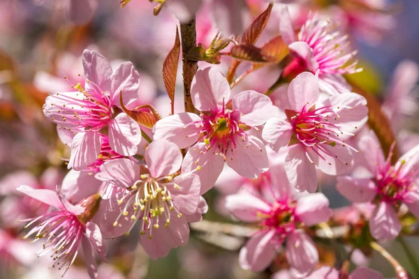 Rózsaszín sakura virág virágok közelről — Stock Fotó