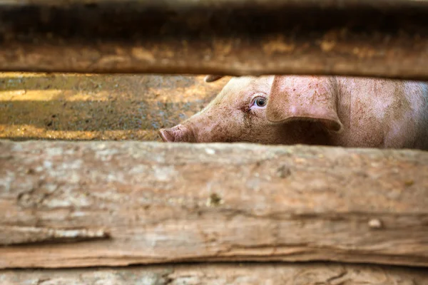 Un cerdo detrás de la cerca de madera del granero — Foto de Stock