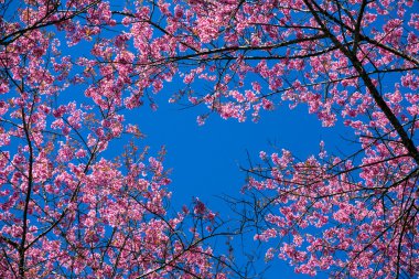 pembe sakura çiçeği çiçek yakın çekim