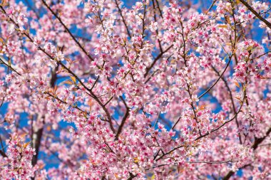 pembe sakura çiçeği çiçek yakın çekim