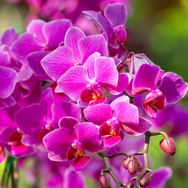 Belle orchidée pourpre fleurs gros plan — Photo