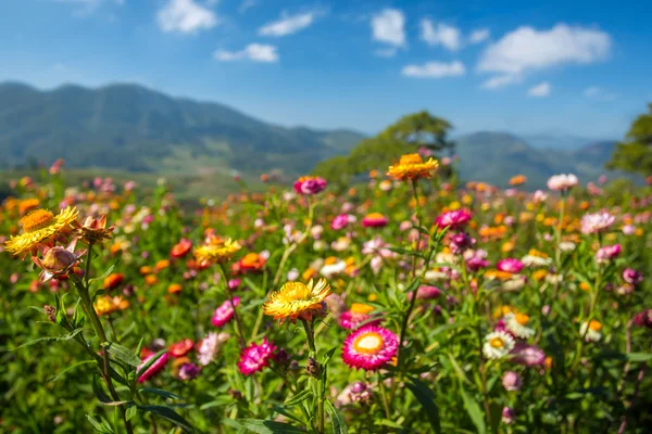 Vackra ängen blommor — Stockfoto