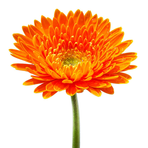 Orange gerbera isolated