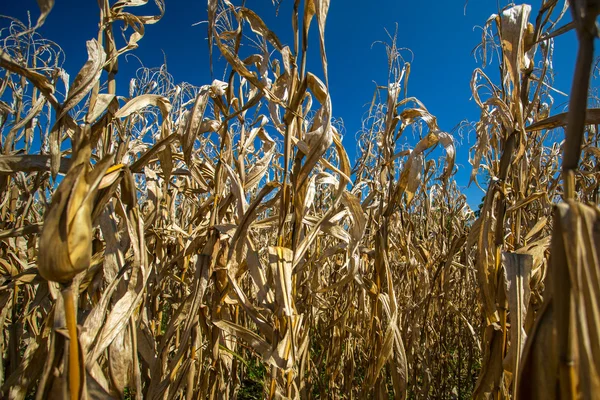 Suché rostliny kukuřice proti modré obloze — Stock fotografie