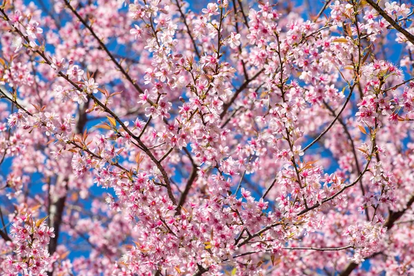 Цветы розовой сакуры крупным планом — стоковое фото