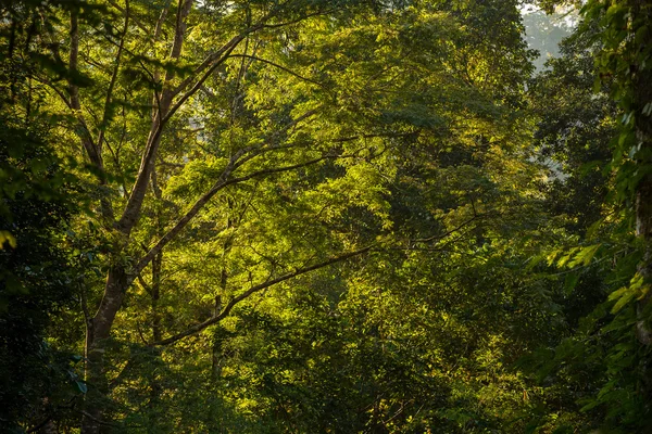晴れた日に緑の木 — ストック写真