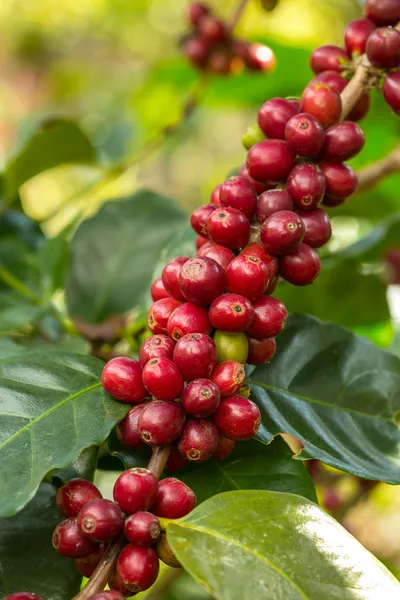 Kávová zrnka zrající na stromě — Stock fotografie