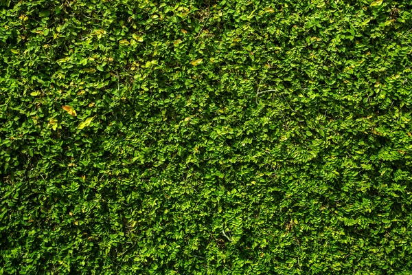 Grünes Blatt Hintergrund — Stockfoto