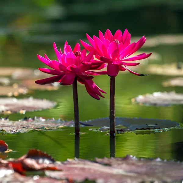 Bella rosa giglio d'acqua primo piano — Foto Stock