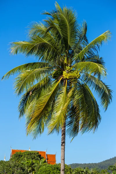 Green coconut on the tree — Stock Photo, Image