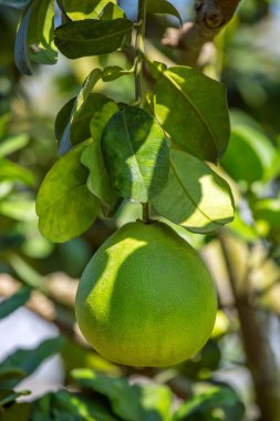 bir ağaç closeup pomelo meyve