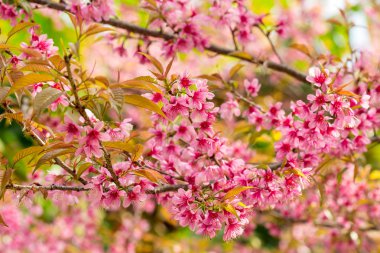 pembe sakura kiraz çiçeği yakın çekim
