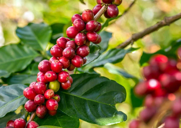 Granos de café madurando en un árbol —  Fotos de Stock