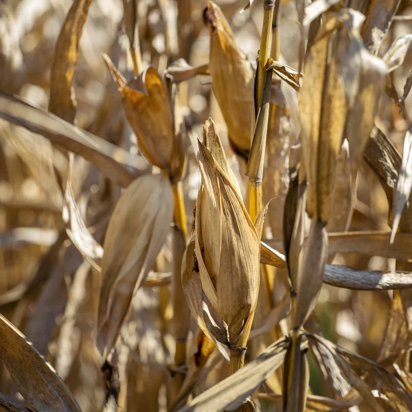 Dry corn plants against blue sky — Stock Photo, Image