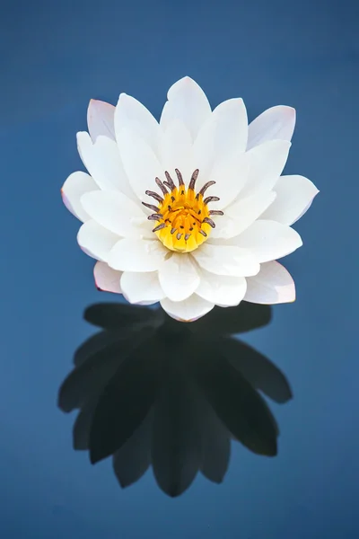 Piękne białe wody kwiat lilia lub Lotos odzwierciedlenie w wat — Zdjęcie stockowe