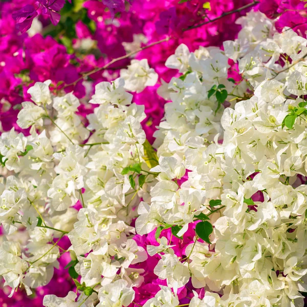 Beautiful small pink and white flowers — Stock Photo, Image