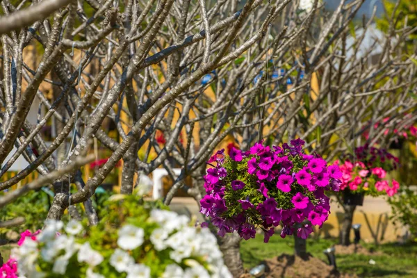 Roze bloemen pot op een boom — Stockfoto