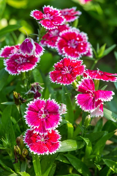 Mooie roze bloemen closeup — Stockfoto