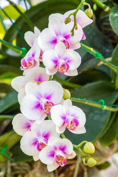 Piękne różowe i białe kwiaty orchidei — Zdjęcie stockowe