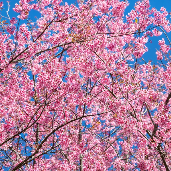 Rosa Sakura Blüten — Stockfoto