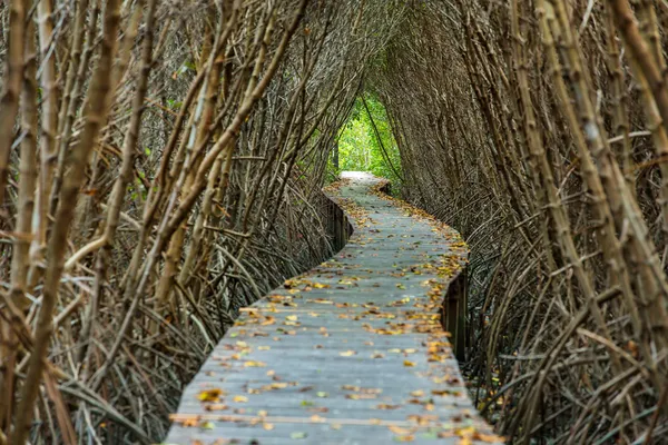 Boardwalk through forest — Stock Photo, Image