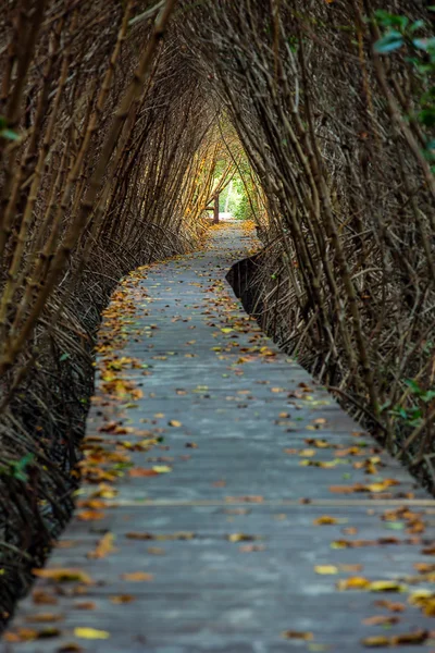 Boardwalk через ліс — стокове фото