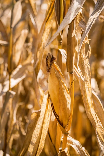 Corn plants — Stock Photo, Image