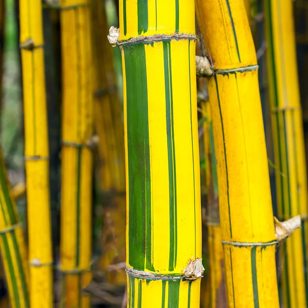 Gele bamboe — Stockfoto