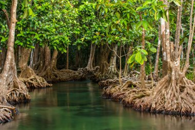 Mangrove trees along the turquoise green water in the stream clipart