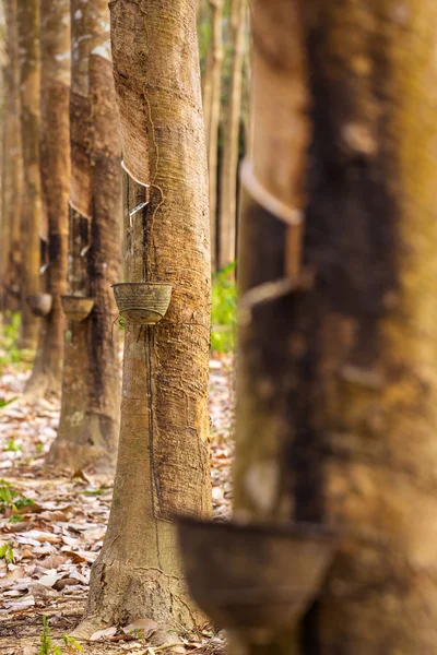 Melkachtig latex geëxtraheerd uit rubberboom (hevea brasiliensis) — Stockfoto