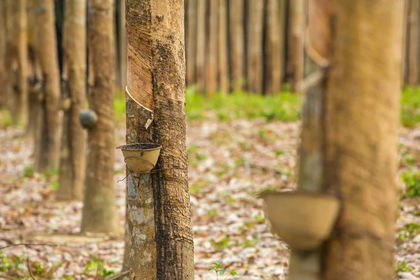 Látex lechoso extraído del árbol de caucho (Hevea Brasiliensis ) —  Fotos de Stock