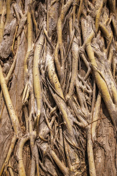 Primeros planos de las raíces del árbol —  Fotos de Stock