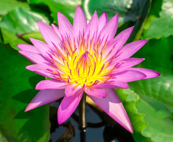 Beautiful pink water lily closeup — Stock Photo, Image