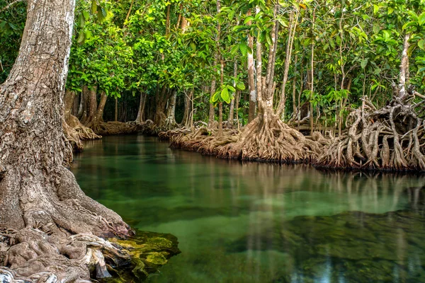 Mangrovebomen langs de turquoise groen water in de stream — Stockfoto