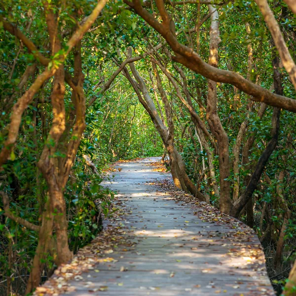 Passeio a pé pela floresta de manguezais — Fotografia de Stock