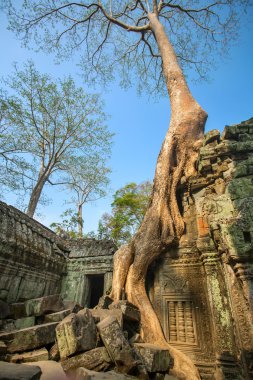 ta prohm Tapınağı'nda angkor wat