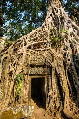 dev ağaç kaplama taşları