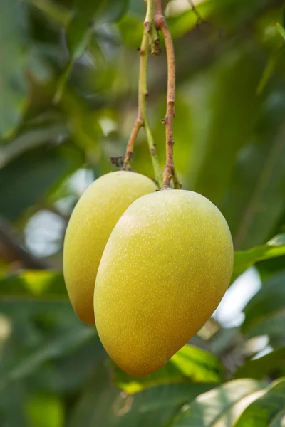 Mango vruchten op een boom close-up — Stockfoto