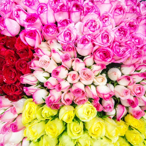 Beautiful roses with rain drops — Stock Photo, Image