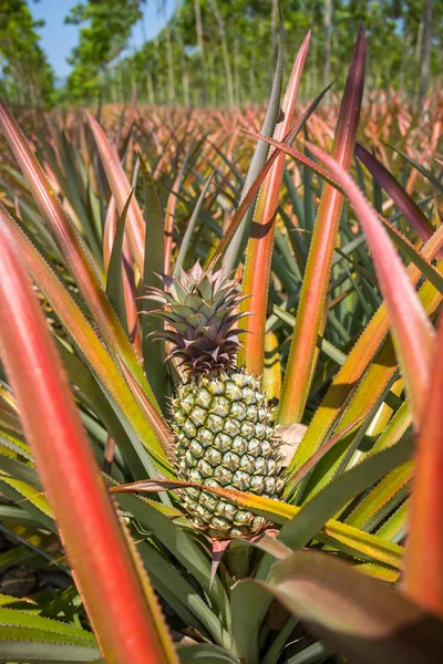 Ananas maturi — Foto Stock