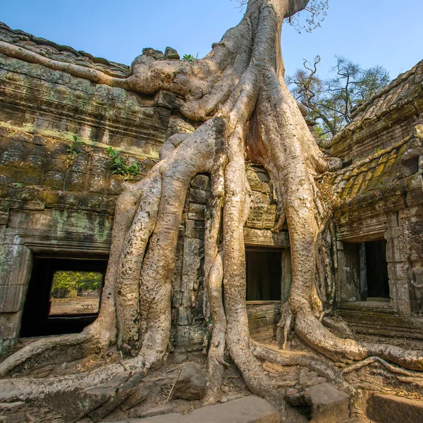 Gigantyczne drzewo starożytnych ta prohm świątyni — Zdjęcie stockowe