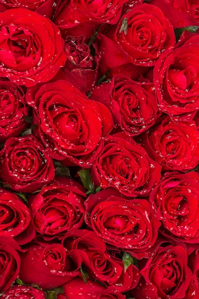 Lindas rosas vermelhas com gotas de chuva — Fotografia de Stock